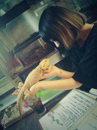 Illustration for article titled A Look Inside Japan's Reptile Cafes